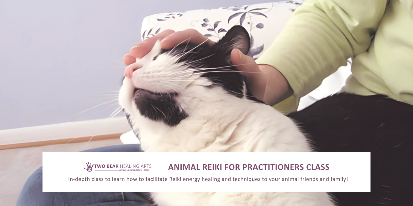 Deepen your healing practice! Image advertises a class for existing reiki practitioners to learn animal reiki techniques.