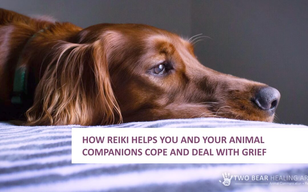 How Reiki Helps You and Your Animal Companions Cope and Deal with Grief