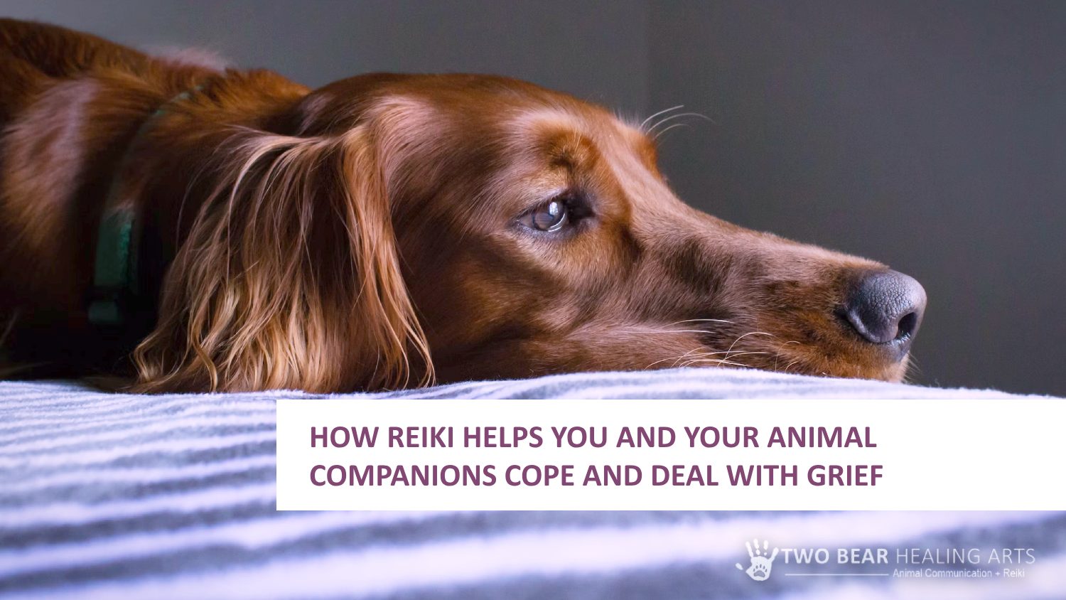 How Reiki Helps You And Your Animal Companions Cope And Deal With Grief