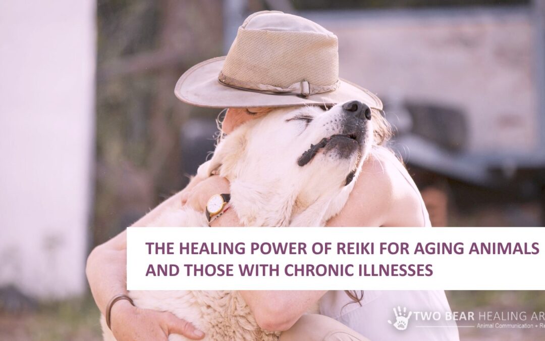 The Healing Power of Reiki for Aging Animals and Those with Chronic Illnesses
