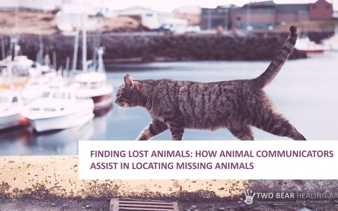 Finding Lost Animals: How Animal Communicators Assist in Locating Missing Animals
