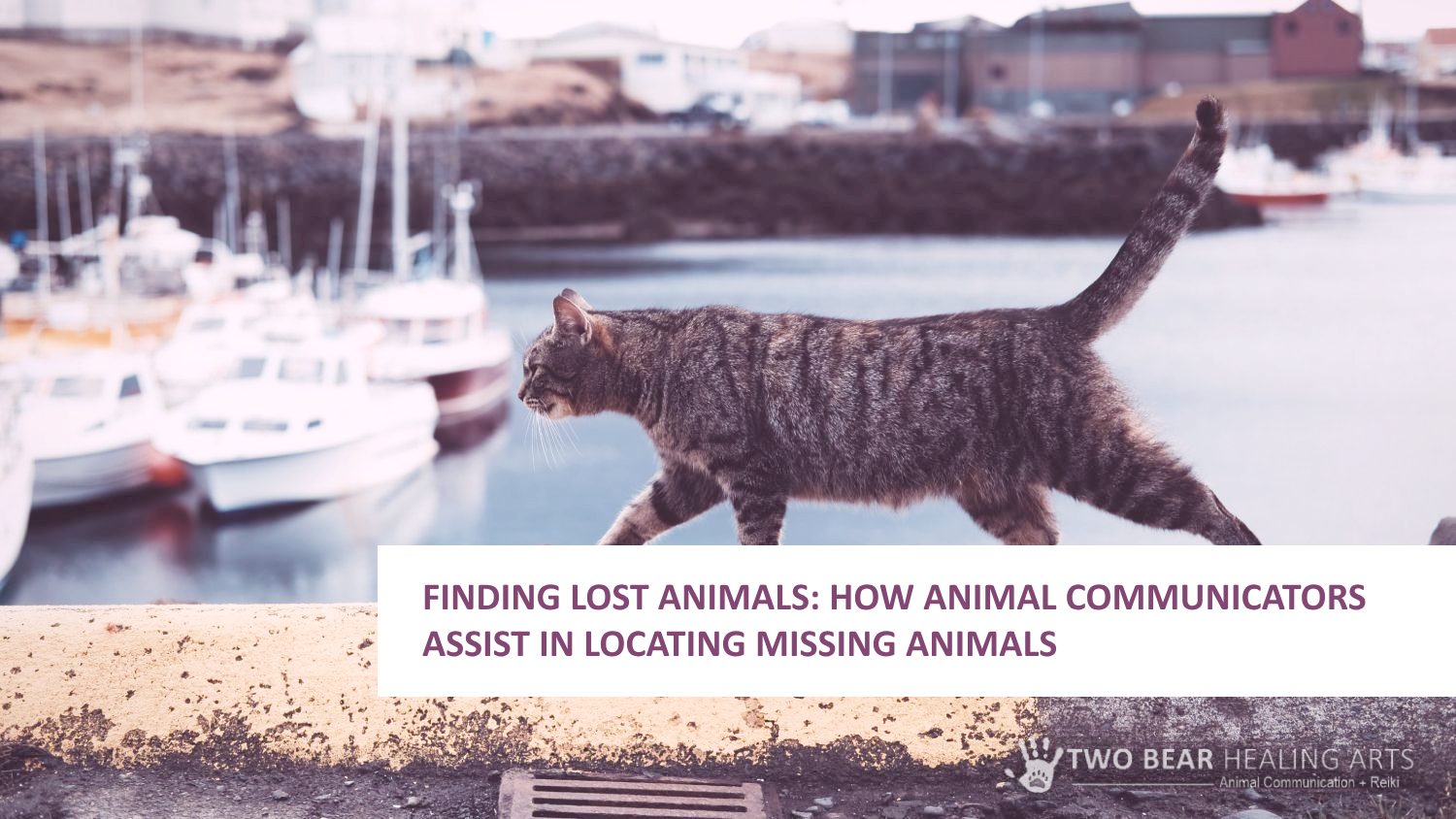 Finding Lost Animals: How Animal Communicators Assist In Locating Missing Animals