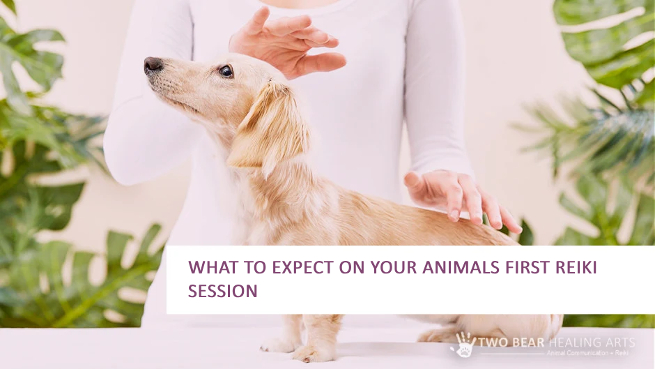 Curious about Reiki for your pet? Image depicts a relaxed dog receiving Reiki treatment from a practitioner's hands. Learn what to expect during your animal's first Reiki session to promote calmness and well-being.