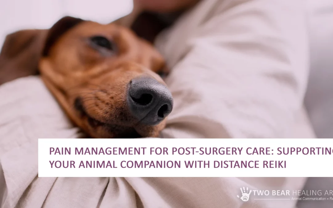 Pain Management for Post-Surgery Care: Supporting Your Animal Companion with Distance Reiki