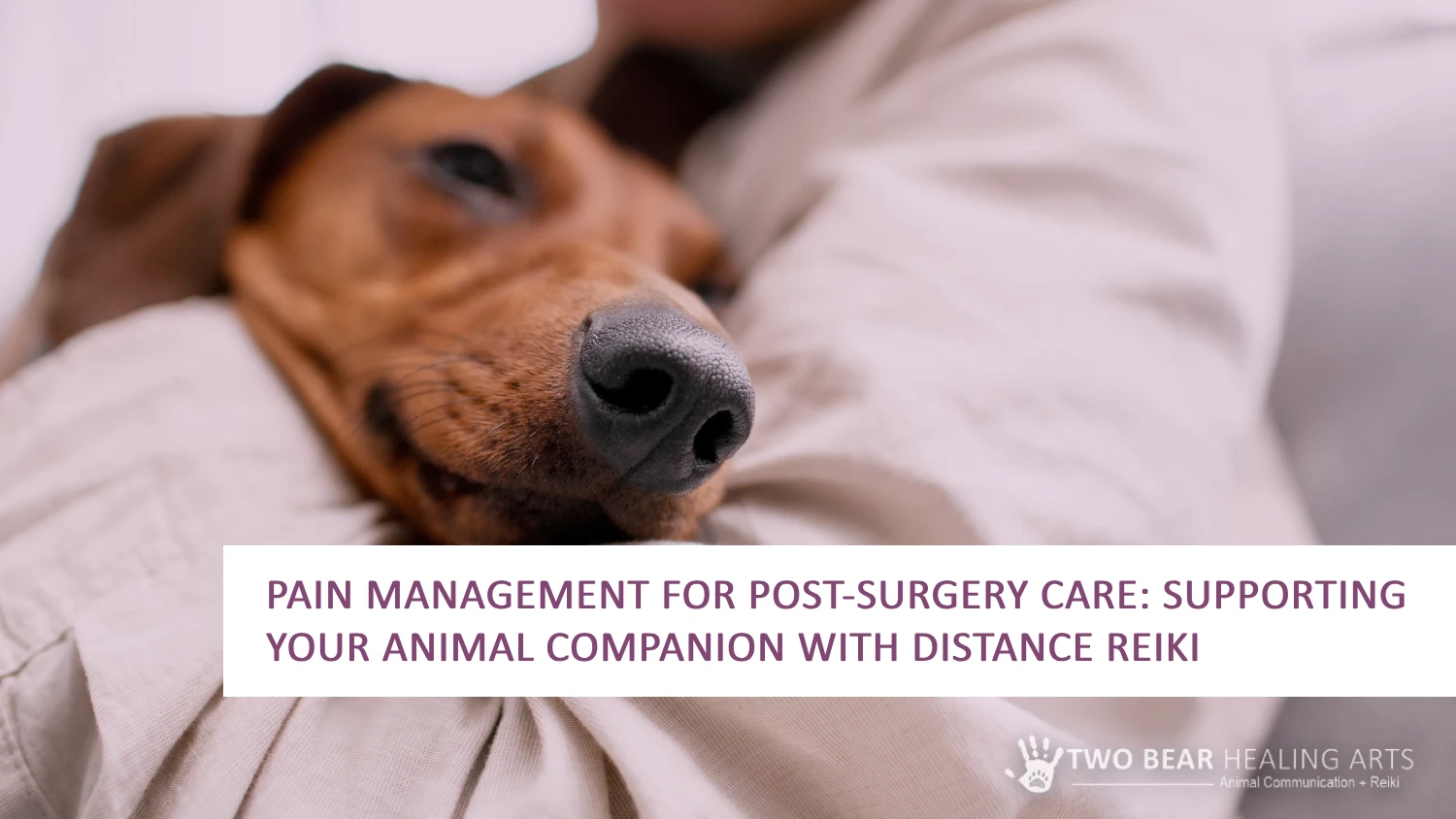 Helping your pet find comfort. Image of an older dog resting on its owner's lap. Learn about pain management options to improve your pet's quality of life.
