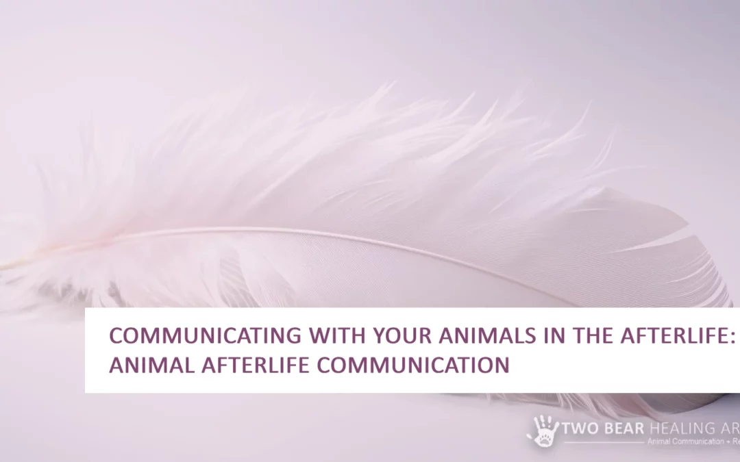 Communicating with Your Animals in the Afterlife: Animal Afterlife Communication