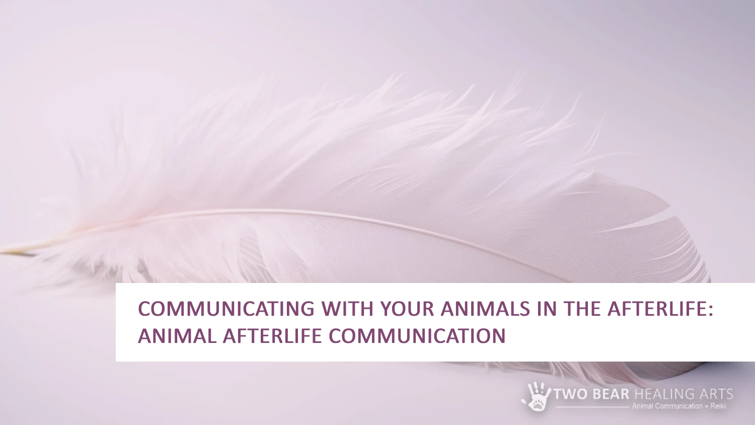 Finding solace after pet loss. Image of a feather, symbolizing an angel's wing or spiritual connection, promotes animal afterlife communication sessions to connect with your departed pet.