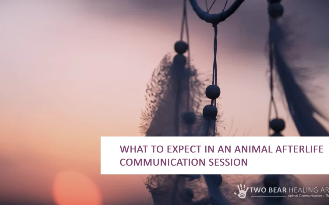 What To Expect In An Animal Afterlife Communication Session