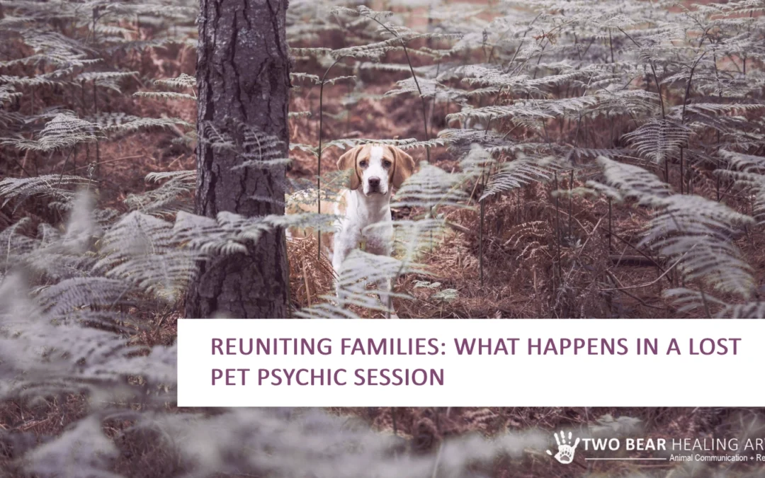 Reuniting Families: What Happens in a Lost Pet Psychic Session