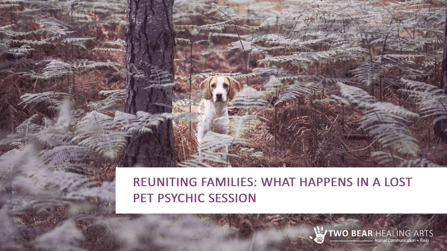 Hope for lost pets! Image of a lost dog searching the woods, with a question mark glowing above. Explore the possibility of a pet psychic session to potentially gain clues and comfort during your search for your missing furry friend.