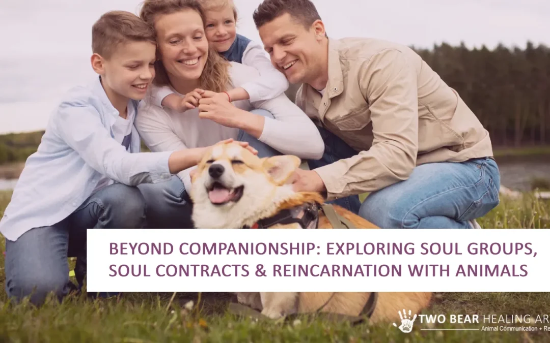 Beyond Companionship: Exploring Soul Groups, Soul Contracts & Reincarnation with Animals