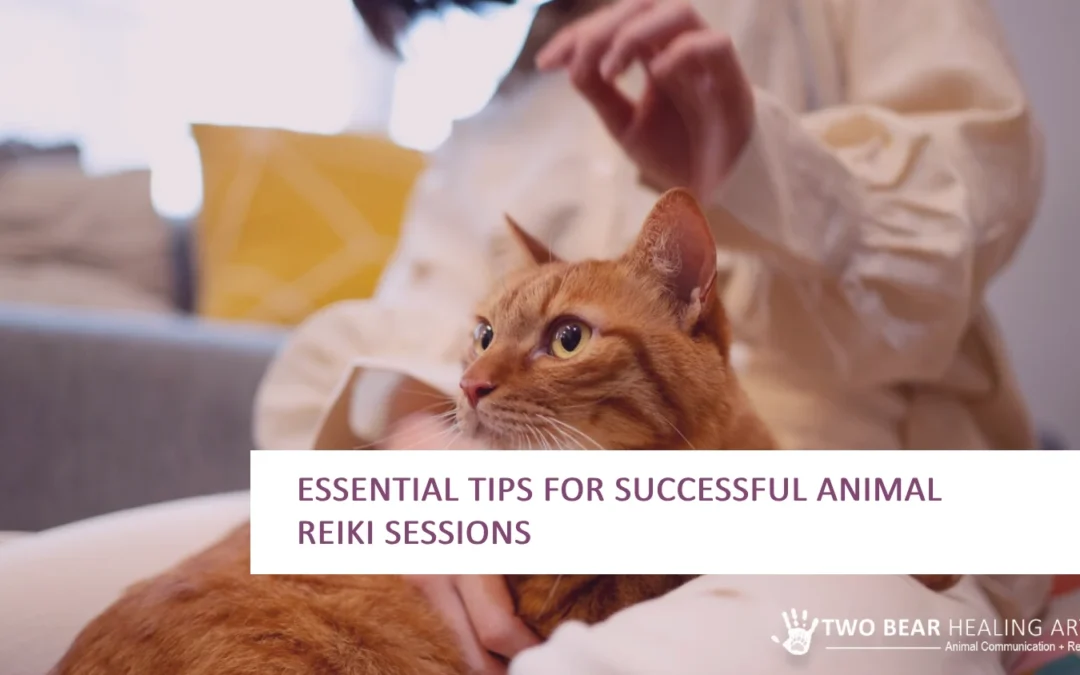 Essential Tips for Successful Animal Reiki Sessions