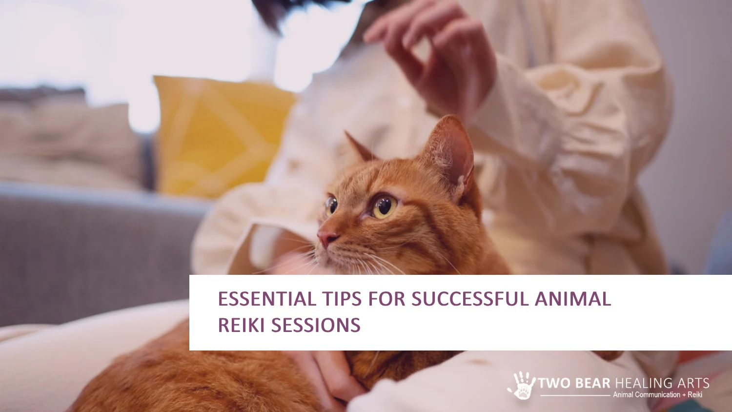 Learn essential animal Reiki tips and navigate how to practice Reiki with your pets.