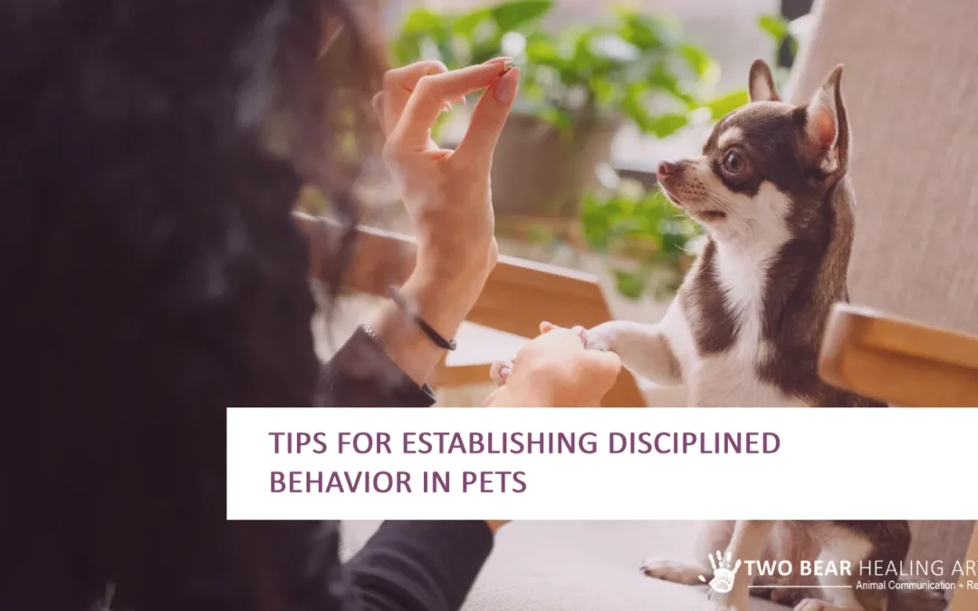 Tips for Establishing Disciplined Behavior in Pets 