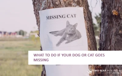 What to Do if Your Dog or Cat Goes Missing