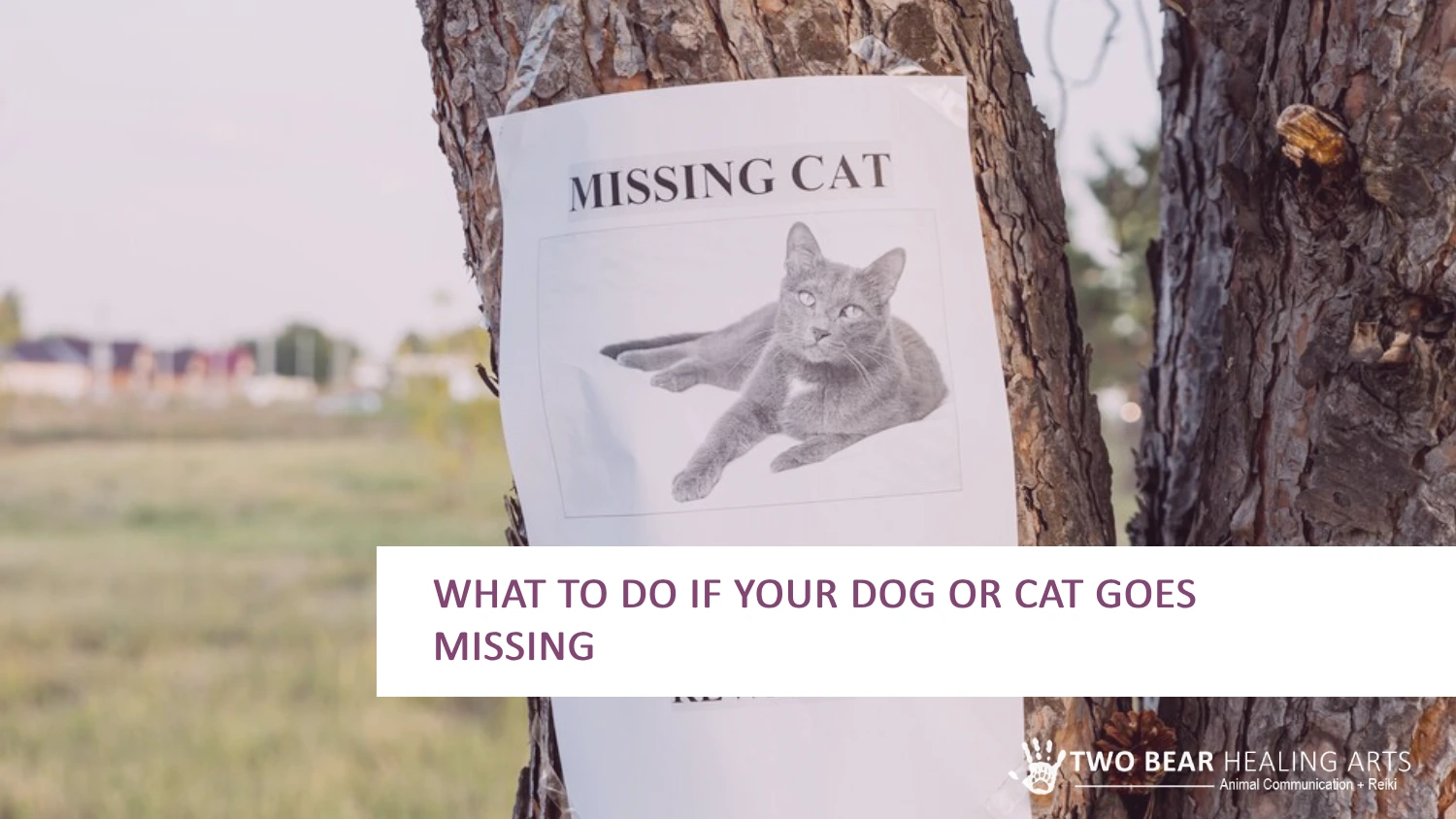 "MISSING CAT WHAT TO DO IF YOUR DOG OR CAT GOES MISSING" from "TWO BEAR HEALING ARTS" offering services like Animal Communication and Reiki. The background contains outdoor elements like trees and grass.
